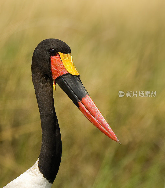 鞍嘴鹳或鞍嘴鸟，senhippiorhynchus, Savute Area，丘比国家公园，博茨瓦纳，ciiconiiformes, ciiconiidae。男性。